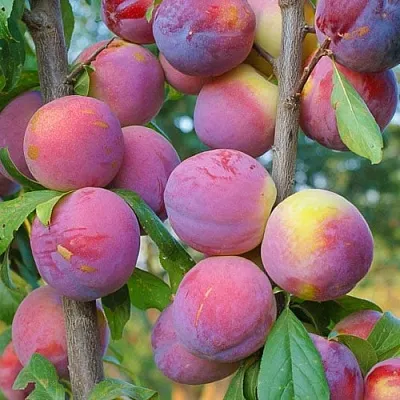 Слива КОЛОННОВИДНАЯ  Слива КОЛОННОВИДНАЯ в Улан-Удэ