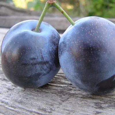 Слива БЛЮФРИ  Слива БЛЮФРИ в Улан-Удэ