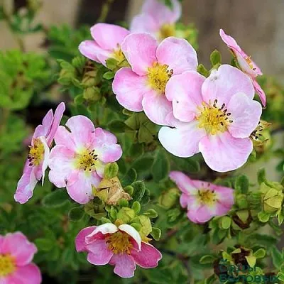 Лапчатка НЬЮ ДАУН кустарниковая  Лапчатка НЬЮ ДАУН кустарниковая в Улан-Удэ