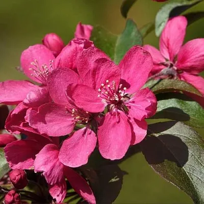 Яблоня НЕДЗВЕЦКОГО  Яблоня НЕДЗВЕЦКОГО в Улан-Удэ