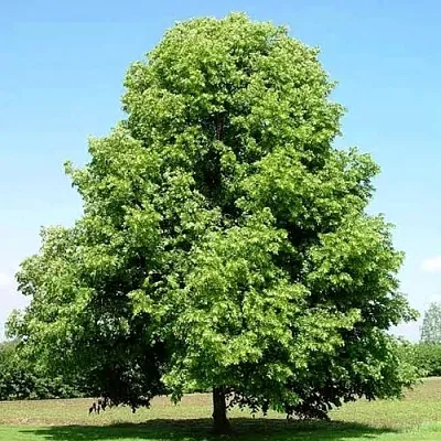 Липа мелколистная в Улан-Удэ