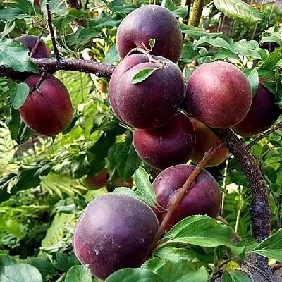 Шарафуга БЕЛЛА РОЯЛЬ в Улан-Удэ