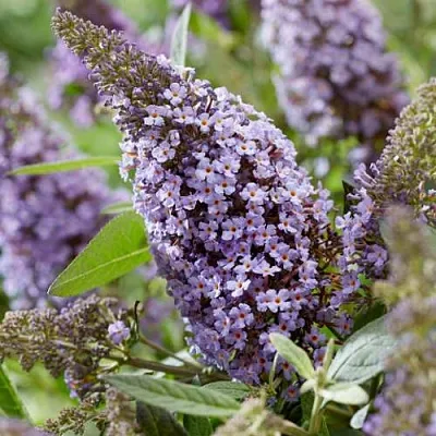 Буддлея давида БАТТЕРФЛЯЙ КАНДИ ЛИЛА СВИТХАРТ  Буддлея давида БАТТЕРФЛЯЙ КАНДИ ЛИЛА СВИТХАРТ в Улан-Удэ