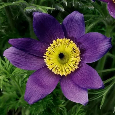 Прострел ПИНВИЛ БЛЮ ШЕЙДЕС в Улан-Удэ