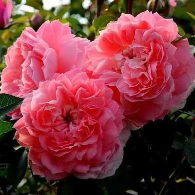 Саженцы роз ОЛЬГА шраб  Саженцы роз ОЛЬГА шраб в Улан-Удэ