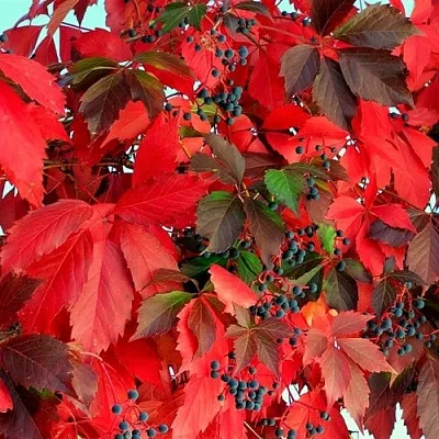 Девичий виноград  Девичий виноград в Улан-Удэ