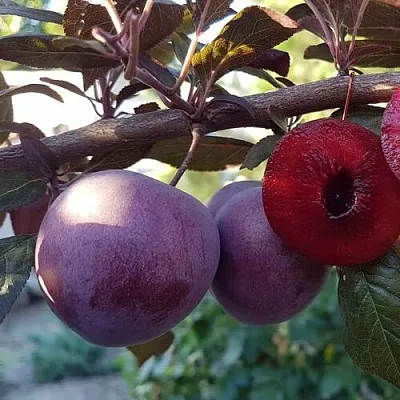 Слива ПАННА   Слива ПАННА  в Улан-Удэ