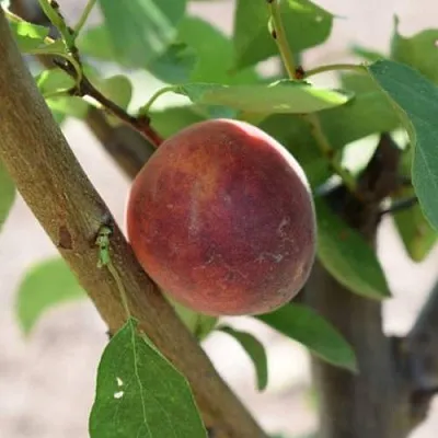 Плумкот БИРИКОККОЛО СУЗИНКОККО  Плумкот БИРИКОККОЛО СУЗИНКОККО в Улан-Удэ