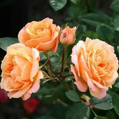 Саженцы роз КЛЕМЕНТИНА миниатюрная  Саженцы роз КЛЕМЕНТИНА миниатюрная в Улан-Удэ