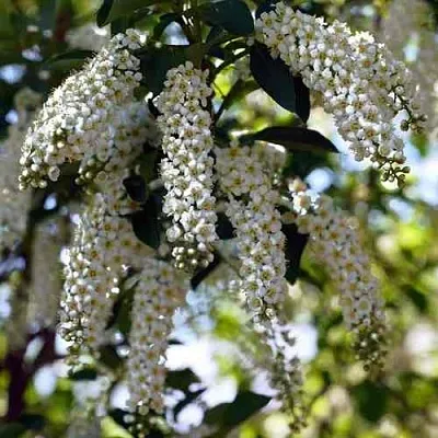 Черемуха виргинская ШУБЕРТ  Черемуха виргинская ШУБЕРТ в Улан-Удэ