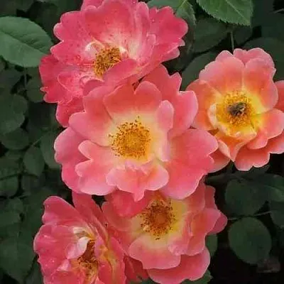 Саженцы роз ГЕРЦОГИНЯ ФРЕДЕРИКА шраб  Саженцы роз ГЕРЦОГИНЯ ФРЕДЕРИКА шраб в Улан-Удэ