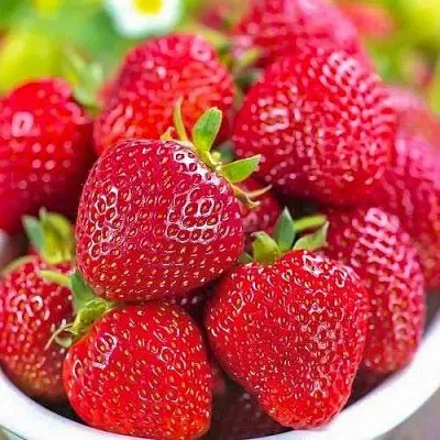 Клубника СИЛЬВИЯ  Клубника СИЛЬВИЯ в Улан-Удэ