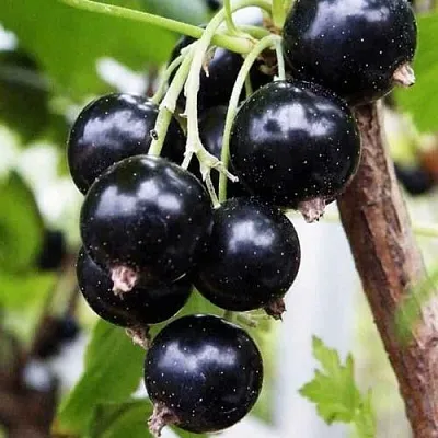 Смородина чёрная ДЕЛИКАТЕСНАЯ в Улан-Удэ