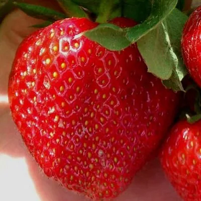 Клубника МАГНУС  Клубника МАГНУС в Улан-Удэ