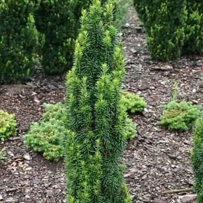 Тис ВОЙТЕК средний   Тис ВОЙТЕК средний  в Улан-Удэ