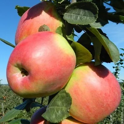 Яблоня БРЯНСКОЕ РОЗОВОЕ  Яблоня БРЯНСКОЕ РОЗОВОЕ в Улан-Удэ