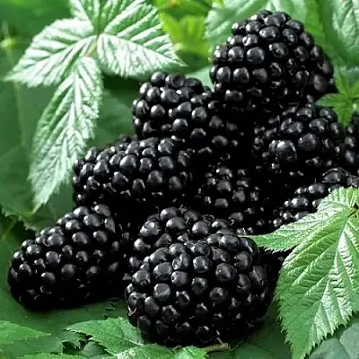 Ежевика БЛЭК БЬЮТИ  Ежевика БЛЭК БЬЮТИ в Улан-Удэ