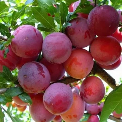 Слива НЕКТАРИННАЯ АРОМАТНАЯ  Слива НЕКТАРИННАЯ АРОМАТНАЯ в Улан-Удэ