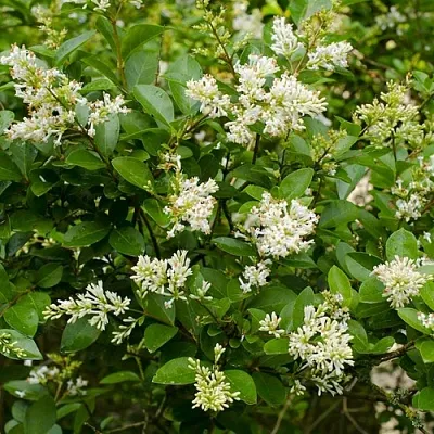 Бирючина  Бирючина в Улан-Удэ