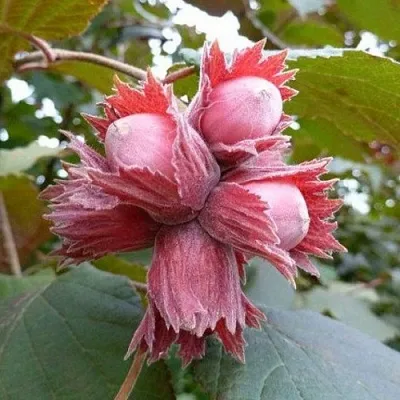 Фундук СКАРЛЕТТ  Фундук СКАРЛЕТТ в Улан-Удэ