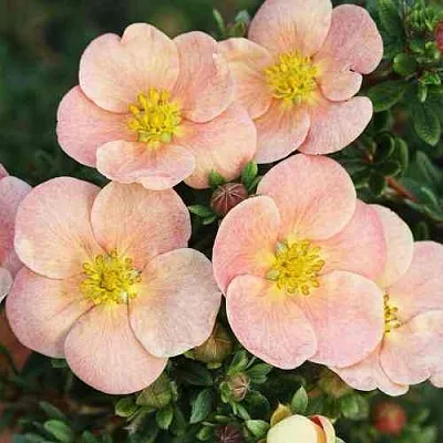 Лапчатка ДЕЙДАУН кустарниковая   Лапчатка ДЕЙДАУН кустарниковая  в Улан-Удэ