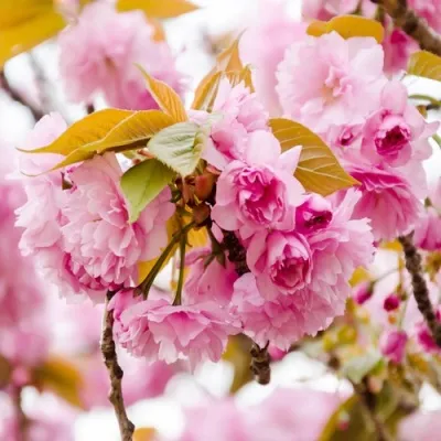 Сакура КАНЗАН — описание сорта Сакура КАНЗАН в Улан-Удэ