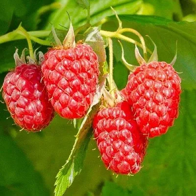 Малина ИЗОБИЛЬНАЯ  Малина ИЗОБИЛЬНАЯ в Улан-Удэ