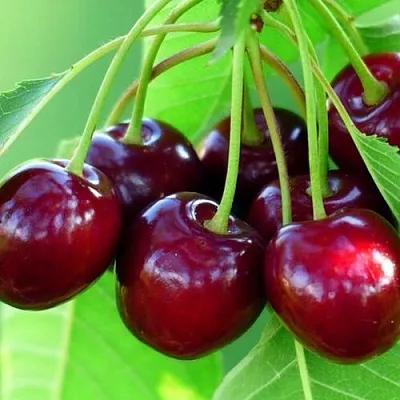 Вишня ВЯНОК в Улан-Удэ