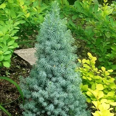 Ель КОНИКА сизая  Ель КОНИКА сизая в Улан-Удэ