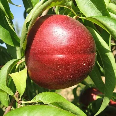 Нектарин ФАНТАЗИЯ  Нектарин ФАНТАЗИЯ в Улан-Удэ