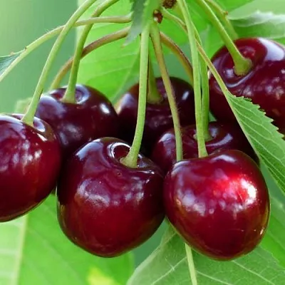 Дюк ЖИВИЦА (ЧЕРЕВИШНЯ)  Дюк ЖИВИЦА (ЧЕРЕВИШНЯ) в Улан-Удэ