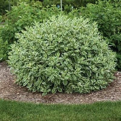 Дерен ЭЛЕГАНТИССИМА белый  Дерен ЭЛЕГАНТИССИМА белый в Улан-Удэ