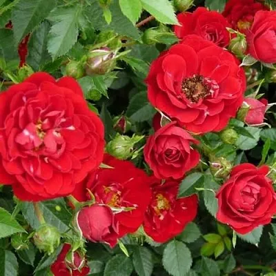 Саженцы роз РЕД КАСКАД почвопокровная  Саженцы роз РЕД КАСКАД почвопокровная в Улан-Удэ