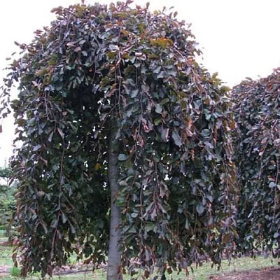 Бук в Улан-Удэ