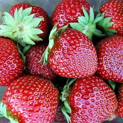 Клубника МАЛЬВИНА  Клубника МАЛЬВИНА в Улан-Удэ