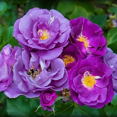 Саженцы роз РАПСОДИЯ ИН БЛЮ шраб  Саженцы роз РАПСОДИЯ ИН БЛЮ шраб в Улан-Удэ