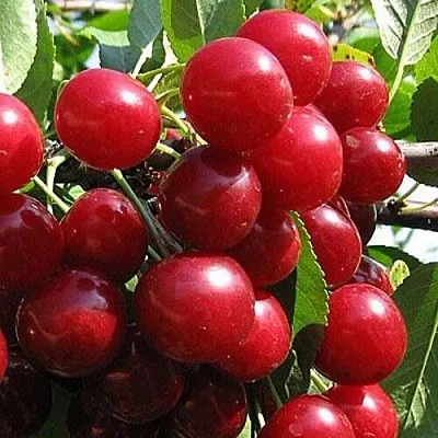 Вишня ГЛУБОКСКАЯ в Улан-Удэ