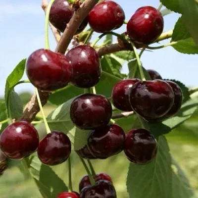 Вишня ГРИОТ БЕЛОРУССКИЙ в Улан-Удэ