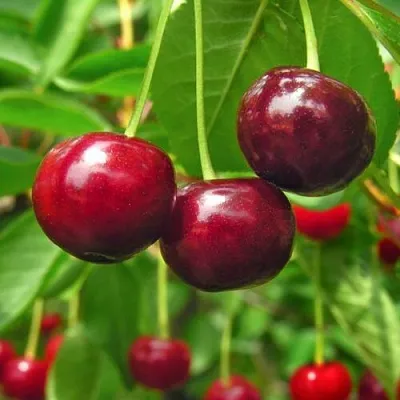 Вишня УЙФЕХЕРТОЙ ФЮРТОШ в Улан-Удэ