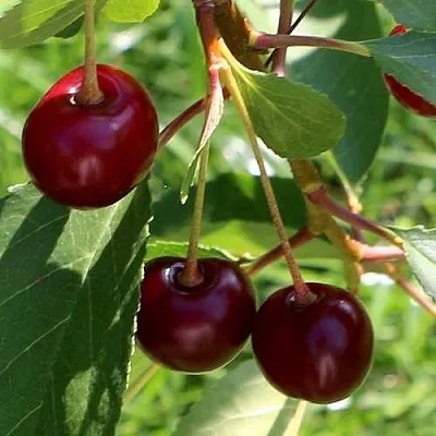 Дюк НАДЕЖДА  Дюк НАДЕЖДА в Улан-Удэ