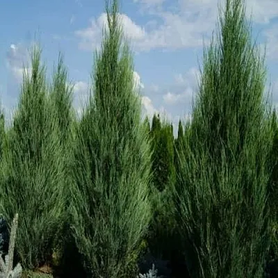 Можжевельник СКАЙРОКЕТ скальный  Можжевельник СКАЙРОКЕТ скальный в Улан-Удэ