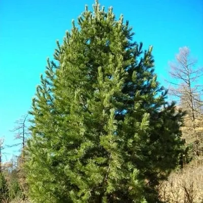 Сосна кедровая сибирская  Сосна кедровая сибирская в Улан-Удэ