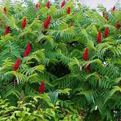 Сумах  Сумах в Улан-Удэ