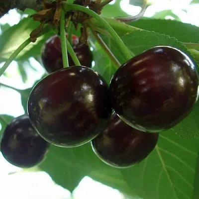 Дюк КСЕНИЯ (ЧЕРЕВИШНЯ)  Дюк КСЕНИЯ (ЧЕРЕВИШНЯ) в Улан-Удэ