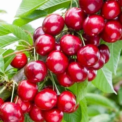 Вишня МАЛЮТКА колонновидная в Улан-Удэ