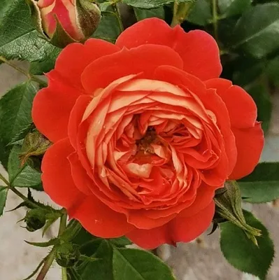 Саженцы роз СТАРЛЕТ РОУЗ КАРМЕН плетистая  Саженцы роз СТАРЛЕТ РОУЗ КАРМЕН плетистая в Улан-Удэ