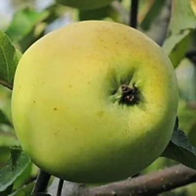 Яблоня РОССИЯНКА в Улан-Удэ