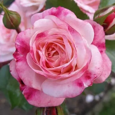 Саженцы роз РОЗЕНШТАДТ ФРАЙЗИНГ шраб  Саженцы роз РОЗЕНШТАДТ ФРАЙЗИНГ шраб в Улан-Удэ