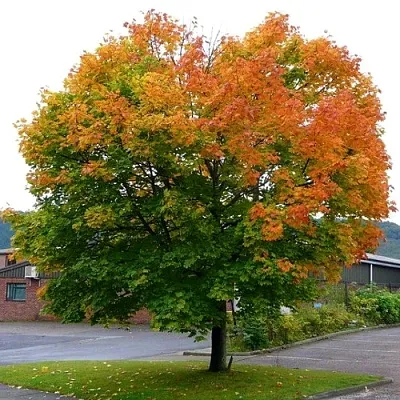 Клен остролистный  Клен остролистный в Улан-Удэ
