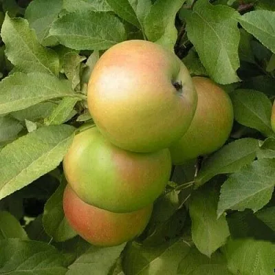 Яблоня ВЕРБНОЕ  Яблоня ВЕРБНОЕ в Улан-Удэ